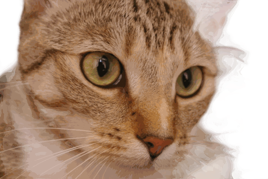Pet — fur and whiskers